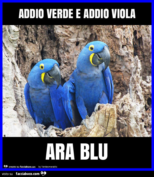 Addio verde e addio viola ara blu