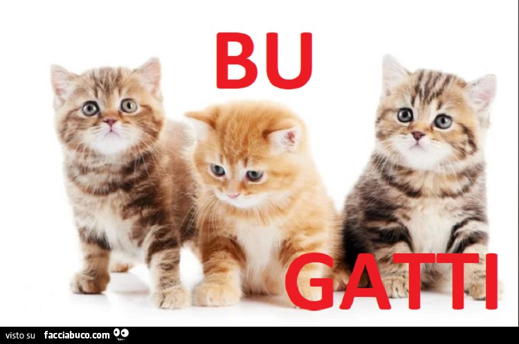 Bugatti, gatti