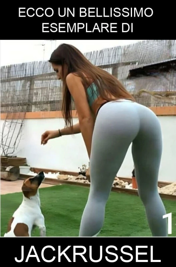 Ecco un bellissimo esemplare di jackrussel