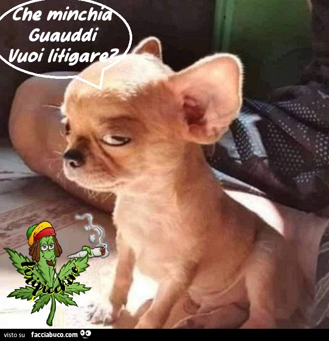 Vaccata