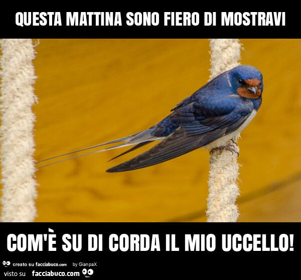 Questa mattina sono fiero di mostravi com'è su di corda il mio uccello