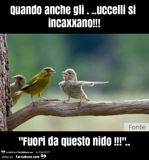 Quando anche gli&hellip; uccelli si incaxxano! "Fuori da questo nido! "