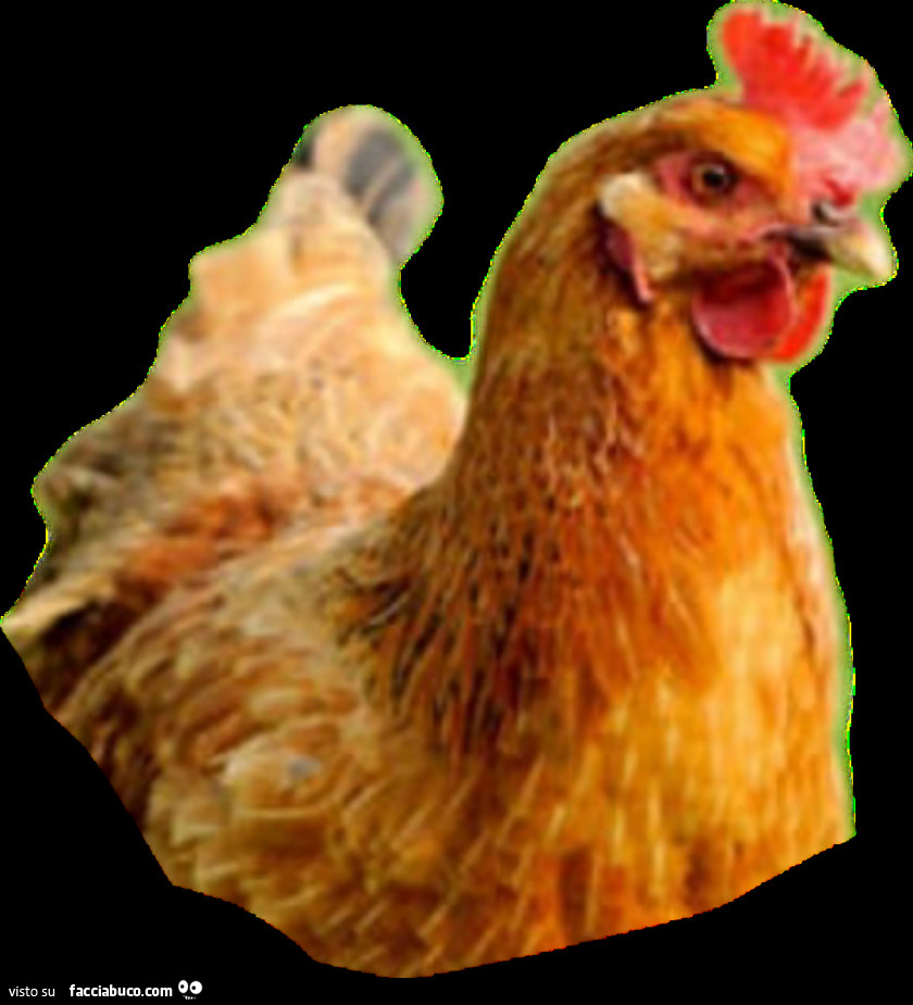 Vaccata