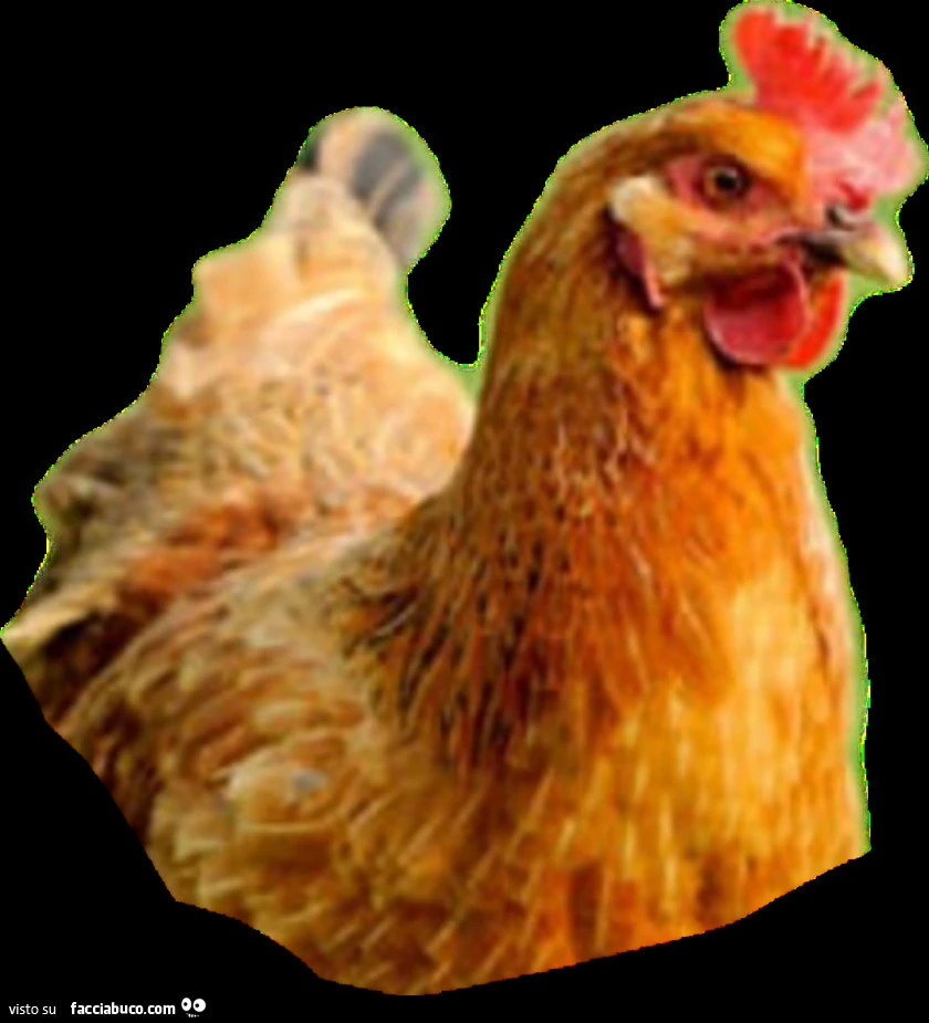 Vaccata