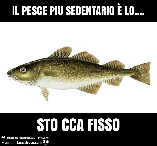 Il pesce piu sedentario è lo&hellip; sto cca fisso