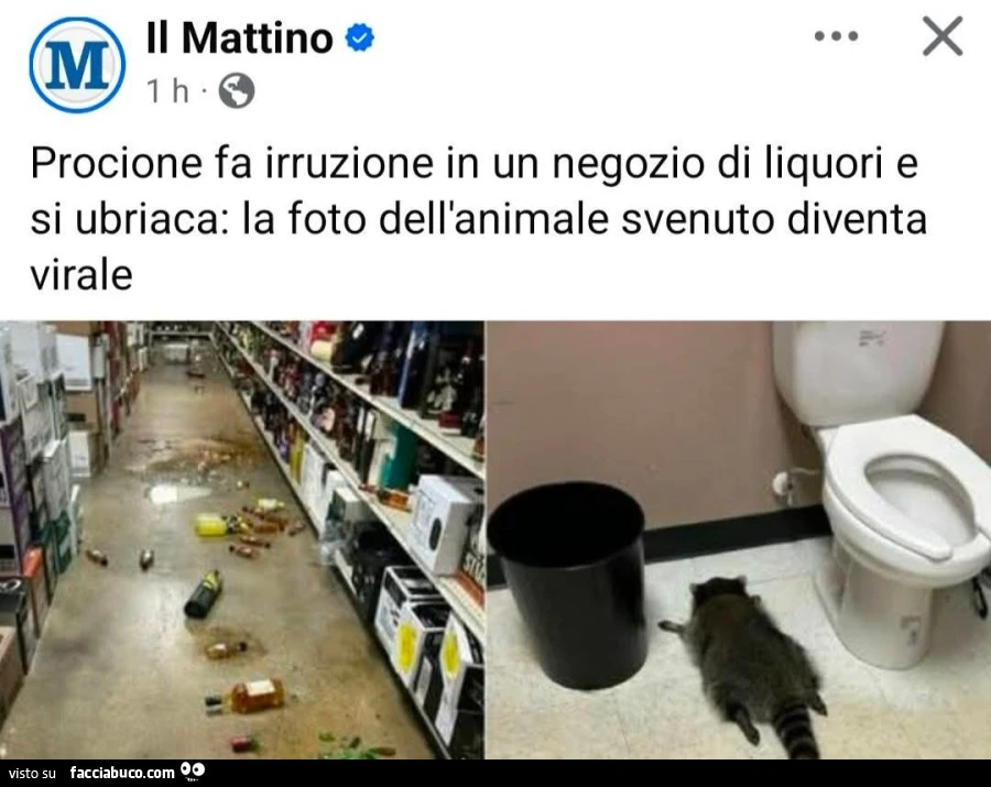 Vaccata