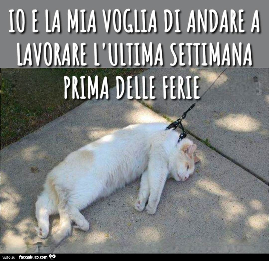 Vaccata