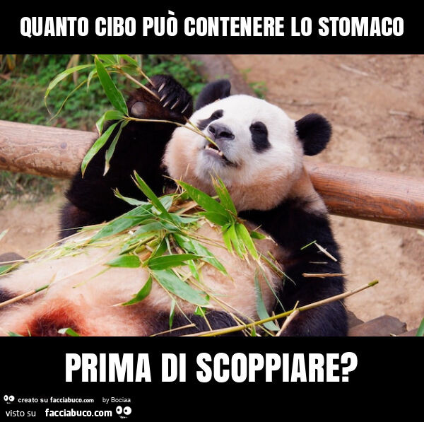 Quanto cibo può contenere lo stomaco prima di scoppiare?