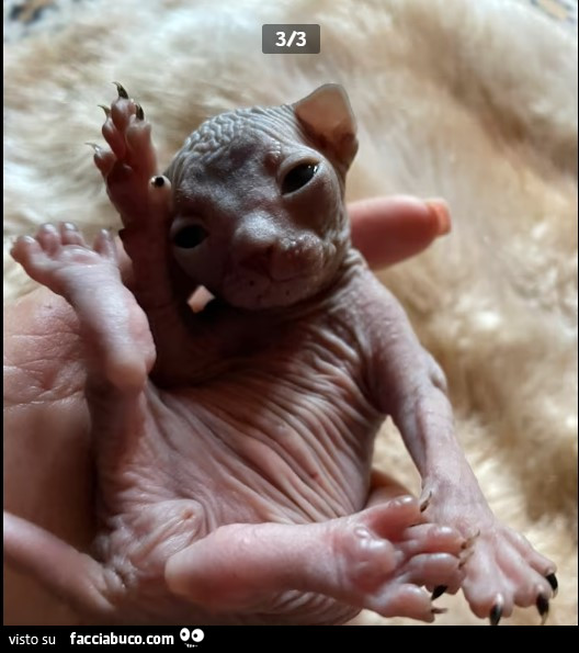 L'Arrivo di Wang, Gatti senza Pelo