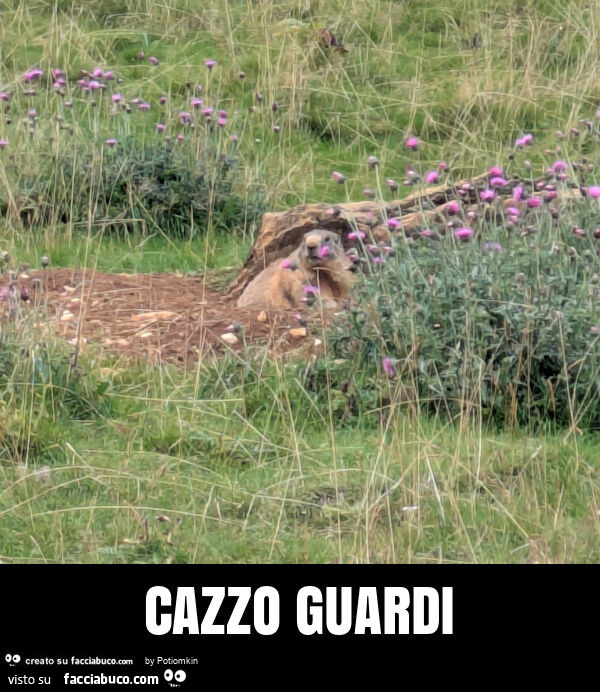 Cazzo guardi