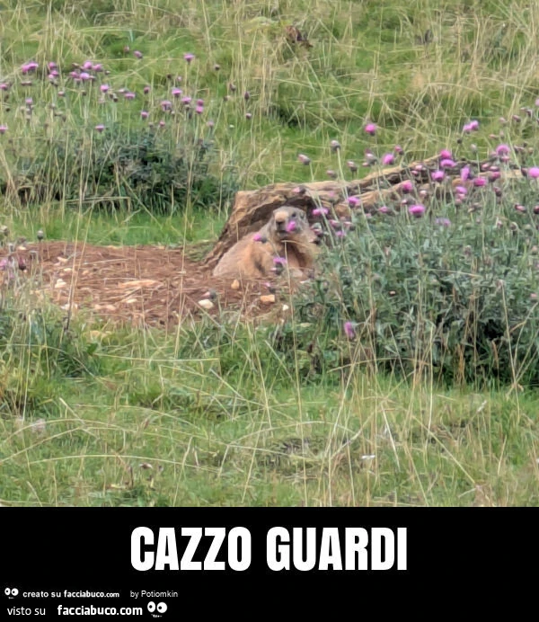 Cazzo guardi