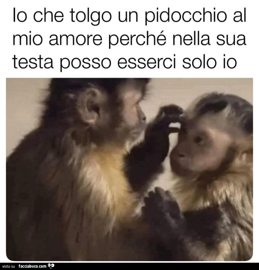 Tolgo