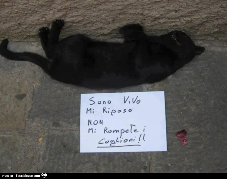 Gatto sono vivo mi riposo non mi rompete i coglioni