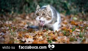 Vaccata