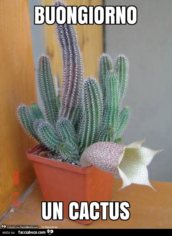 Buongiorno un cactus
