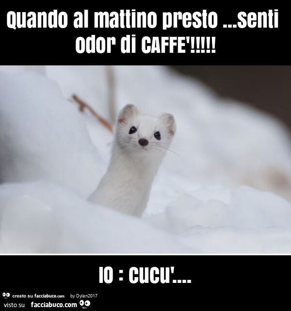Quando al mattino presto&hellip; senti odor di caffè! Io: cucù