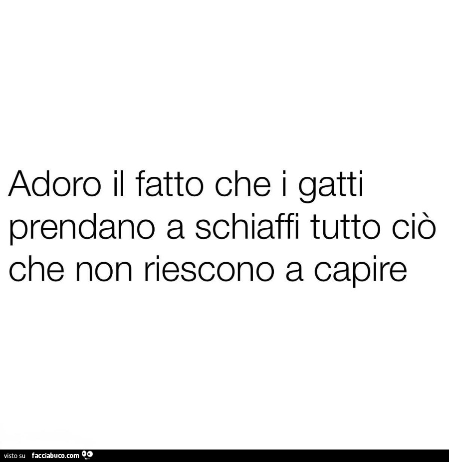 Adoro il fatto che i gatti prendano a schiaffi tutto ciò che non riescono a capire