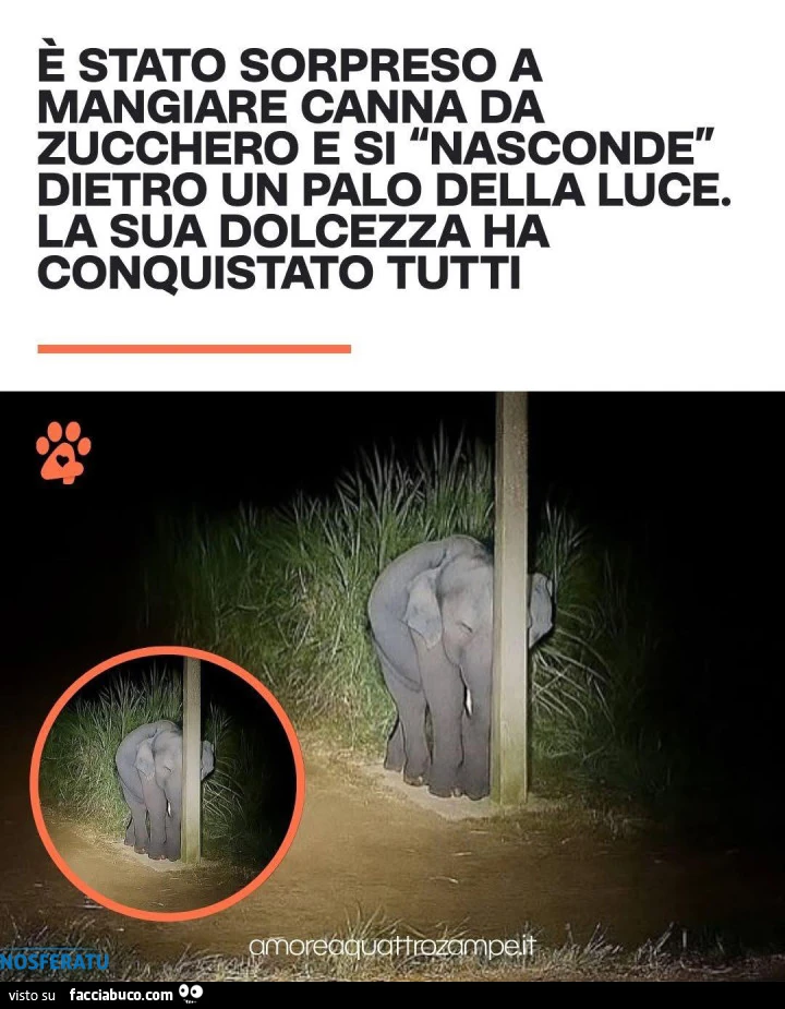 Dolcezza infinita
