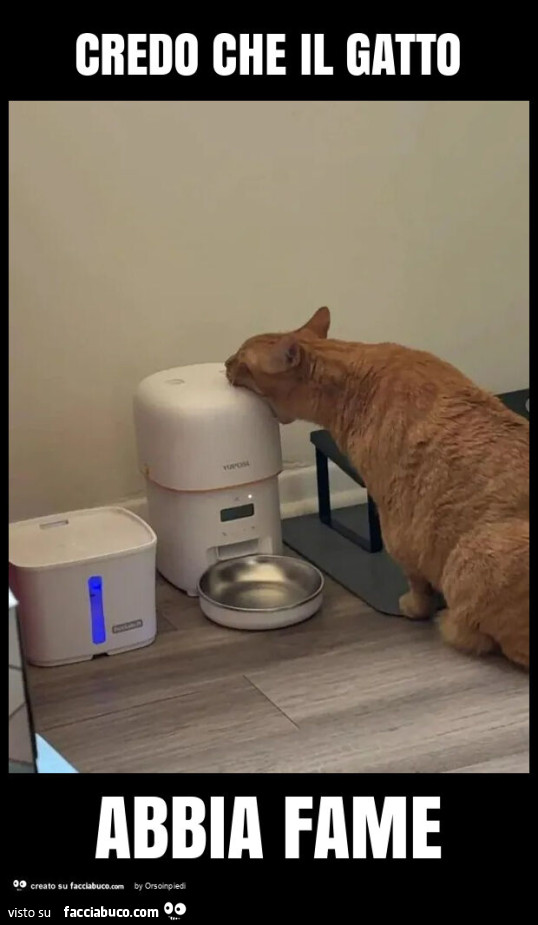 Credo che il gatto abbia fame
