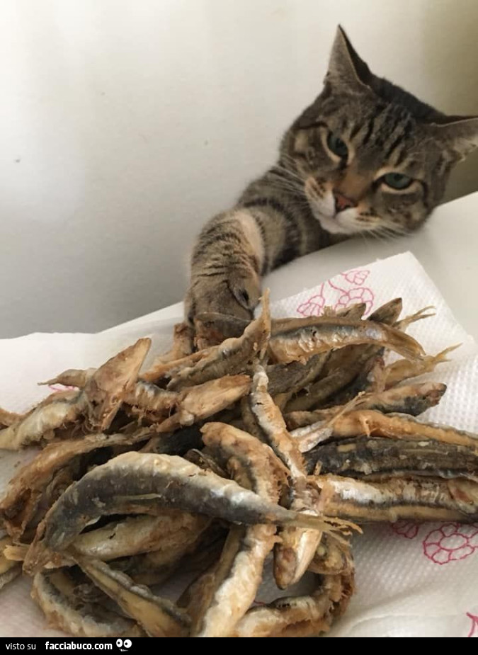 Vaccata