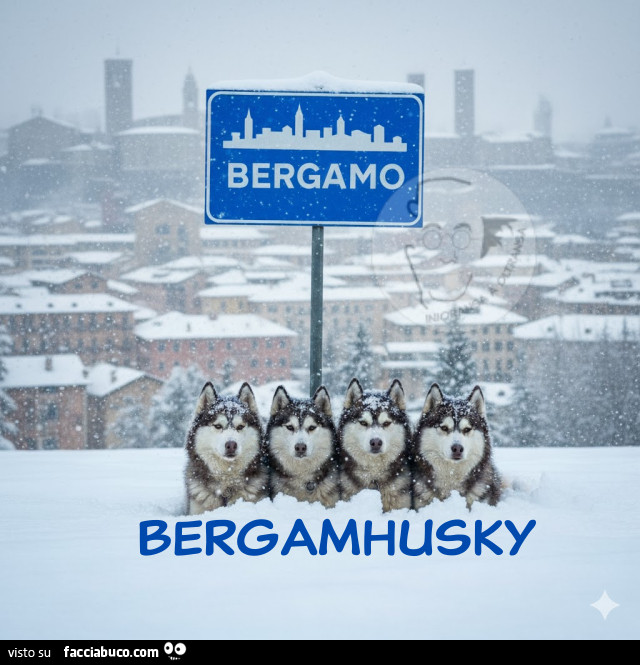 Bergamo - Bergamhusky
