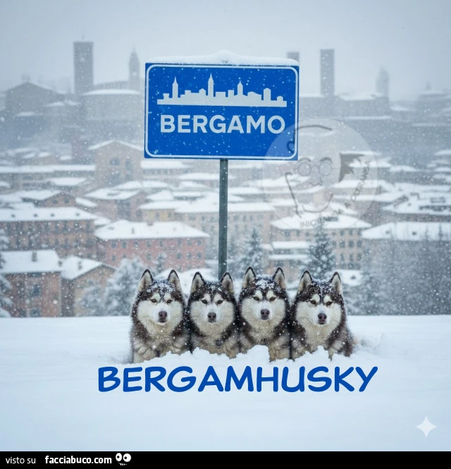 Bergamo - Bergamhusky