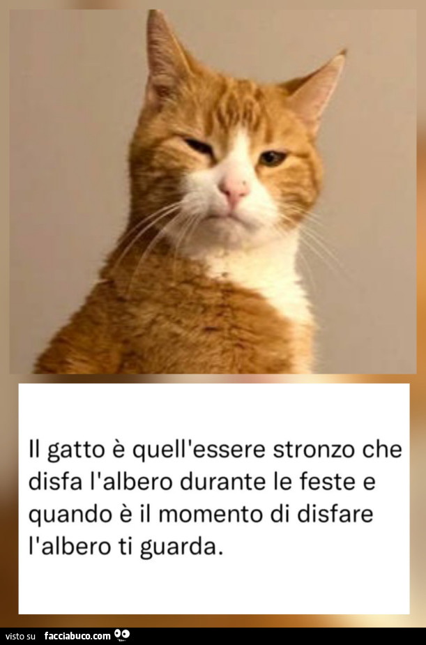 Il gatto è quell'essere stronzo che disfa l'albero durante le feste e quando è il momento di disfare l'albero ti guarda