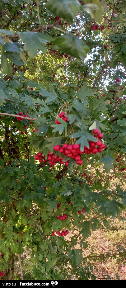 Passeggiata nella natura