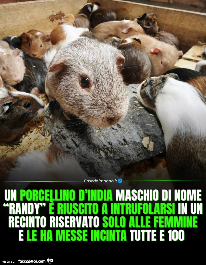 Vaccata