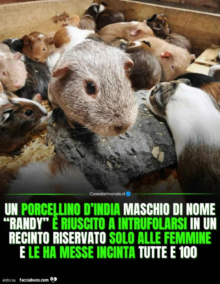 Vaccata
