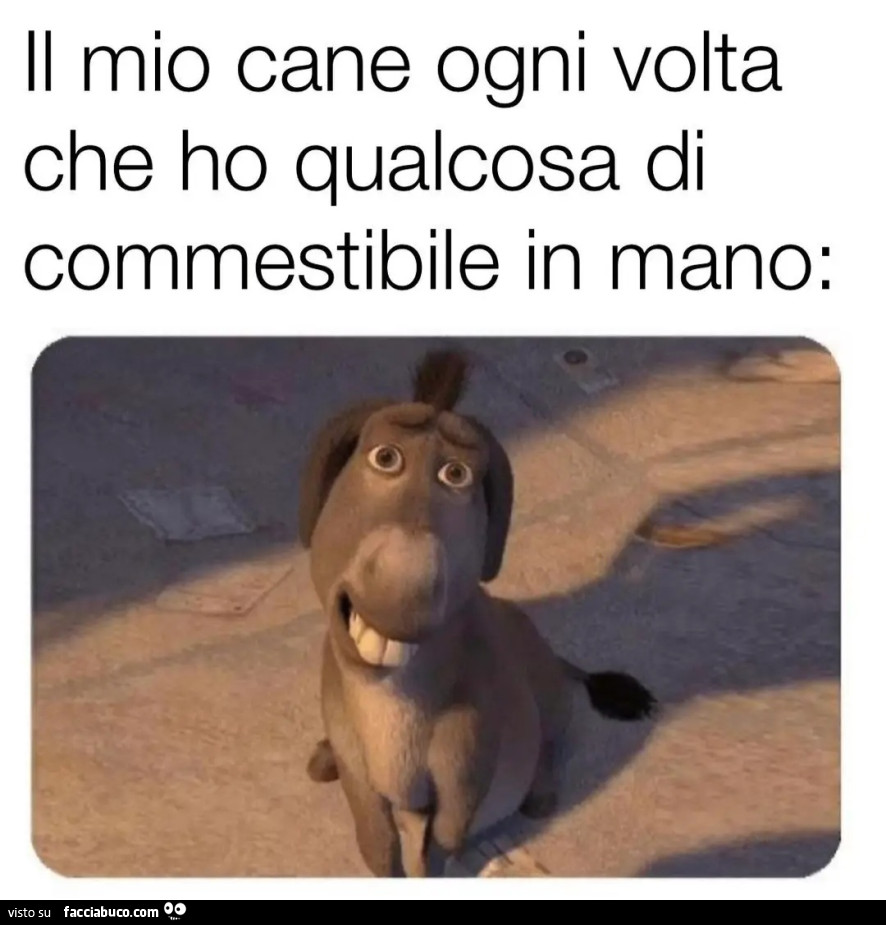 Il mio cane ogni volta che ho qualcosa di commestibile in mano ciuchino