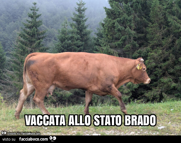 Vaccata allo stato brado