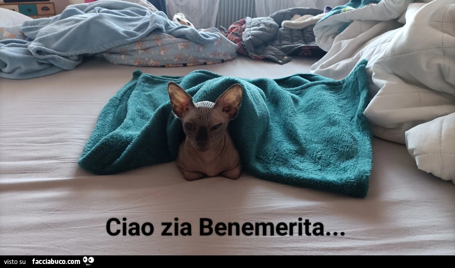 Vaccata