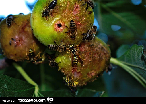 Vaccata