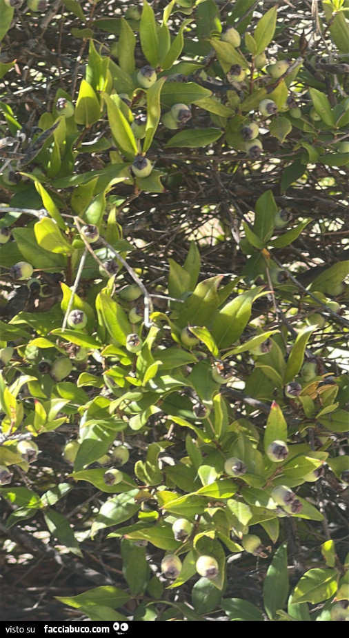 Vaccata
