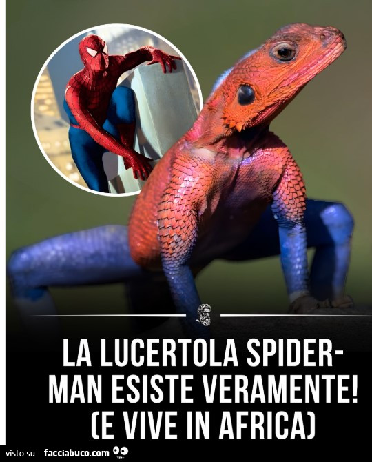 Spider-man, lucertola
