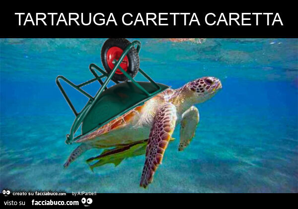 Tartaruga caretta caretta