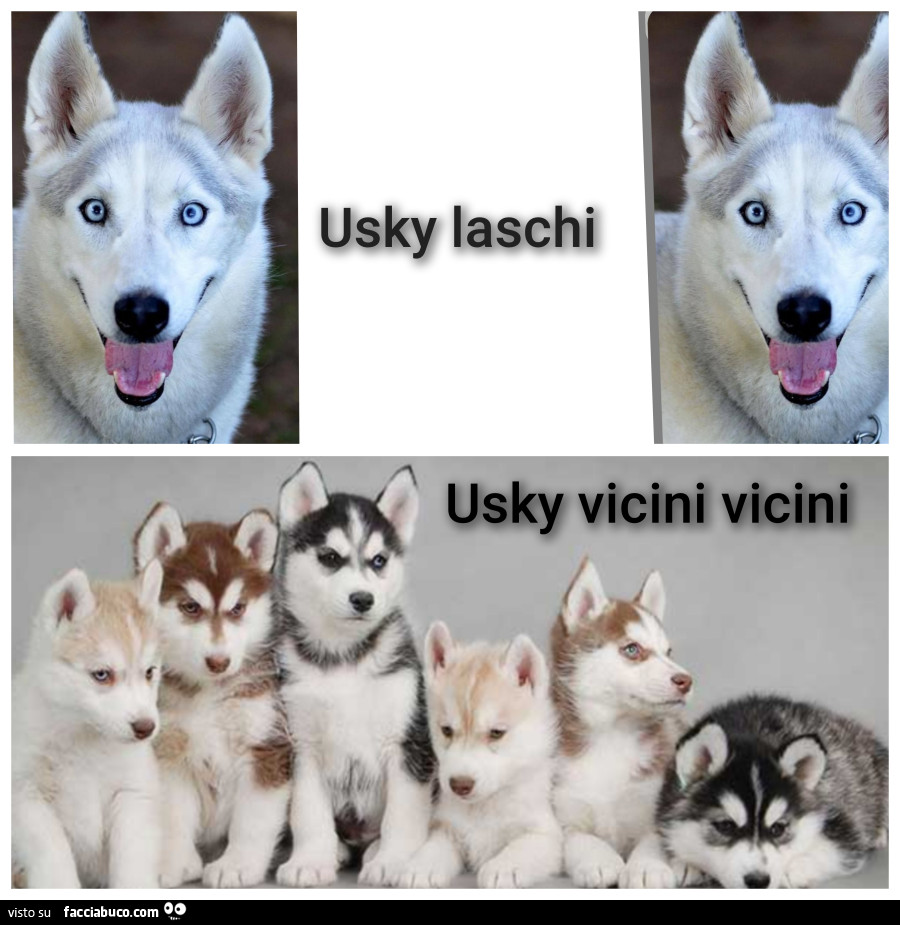 Cani fantastici
