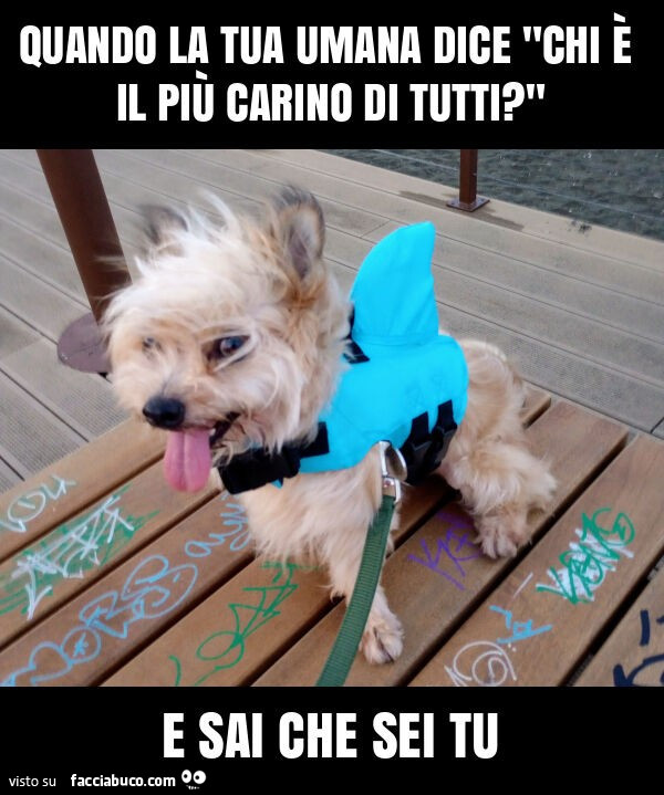 Quando la tua umana dice "chi è il più carino di tutti? " E sai che sei tu