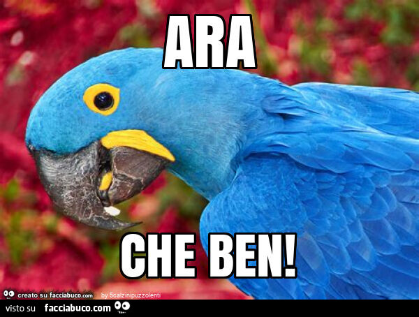 Ara che ben
