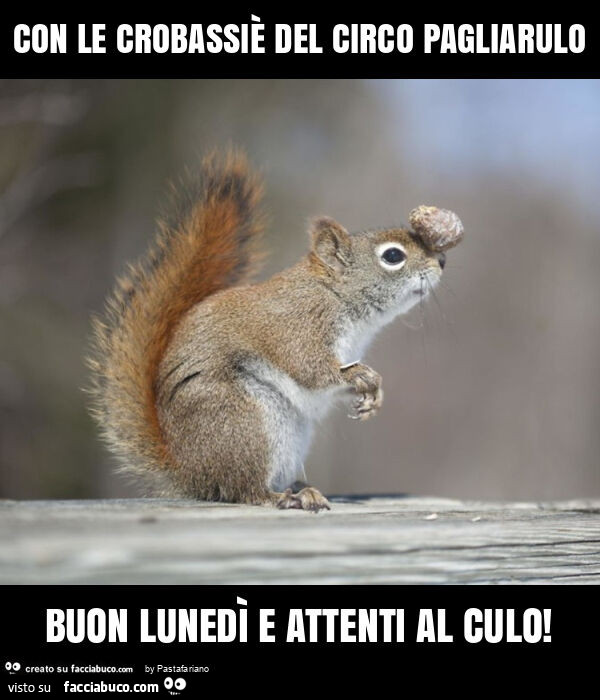 Con le crobassiè del circo pagliarulo buon lunedì e attenti al culo