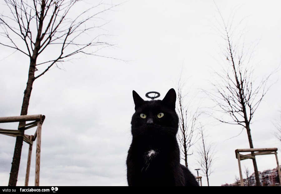 Gatto nero con l'aureola