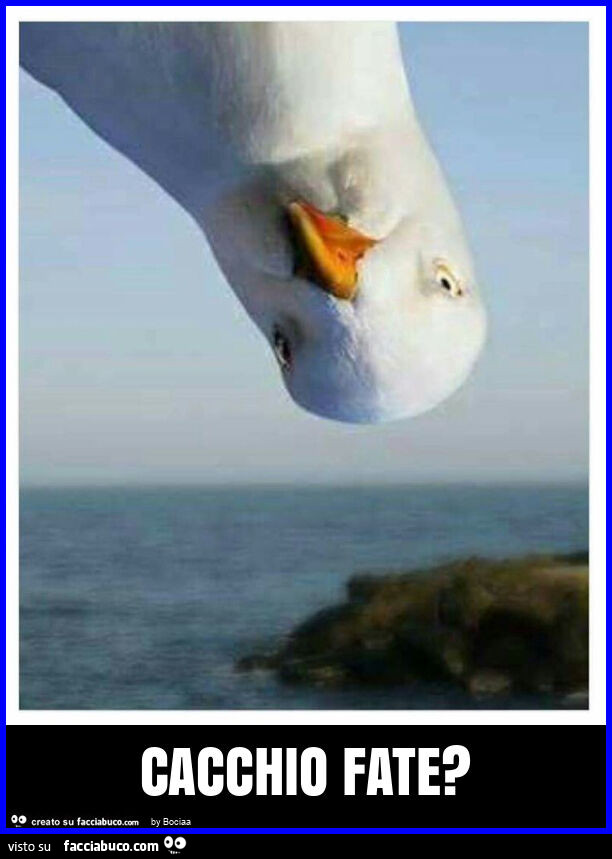 Cacchio fate?