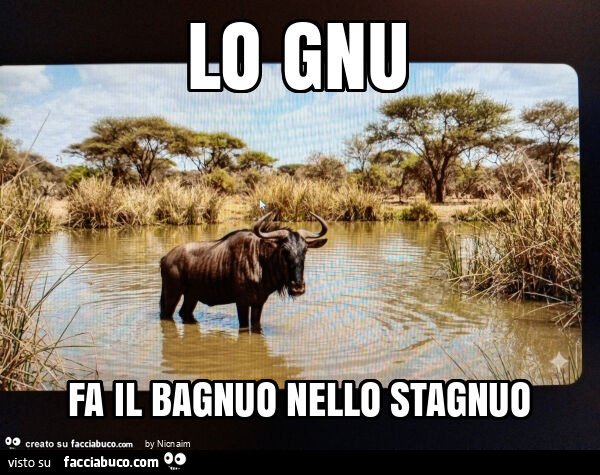Lo gnu fa il bagnuo nello stagnuo
