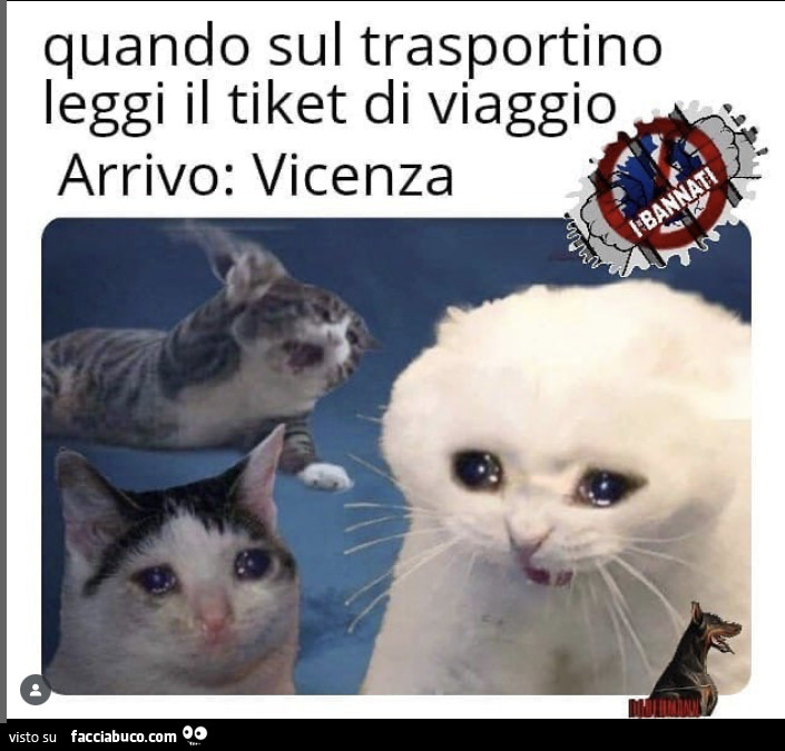 Vaccata
