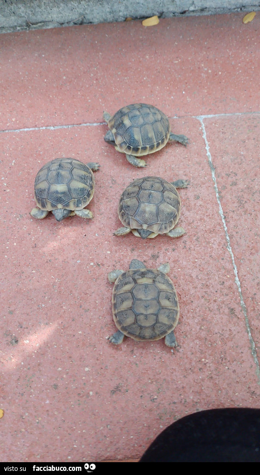 Vaccata