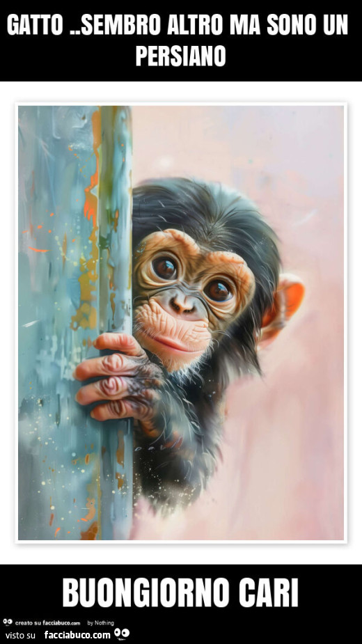 Gatto. Sembro altro ma sono un persiano buongiorno cari