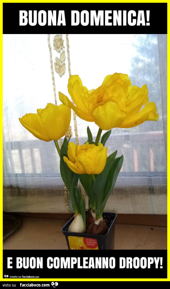 Buona domenica! E buon compleanno dr00py