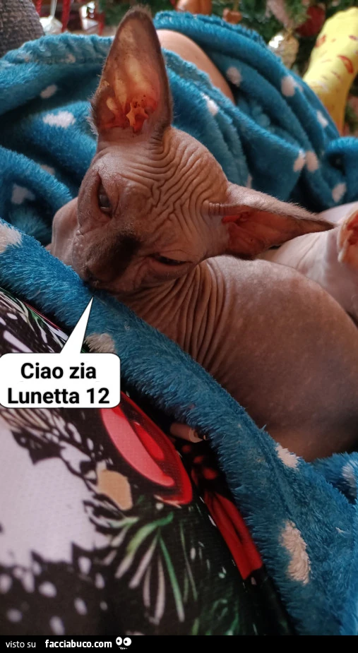 Vaccata