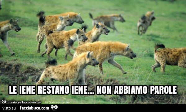 Le iene restano iene&hellip; non abbiamo parole